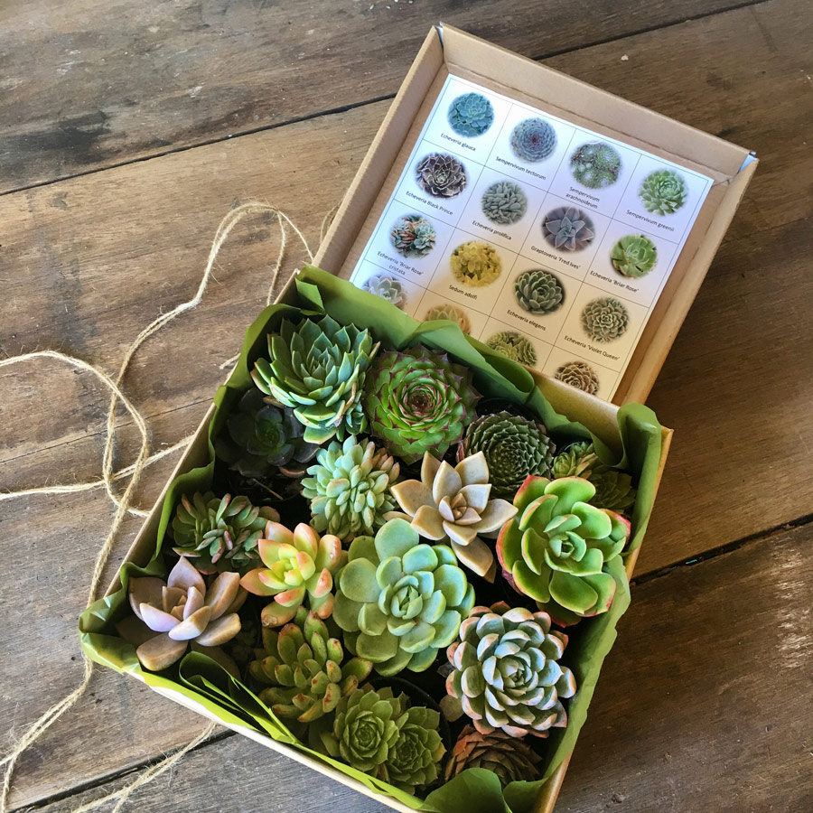 succulent gift box melbourne